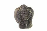Wide, Partially Enrolled Austerops Trilobite - Morocco #156992-2